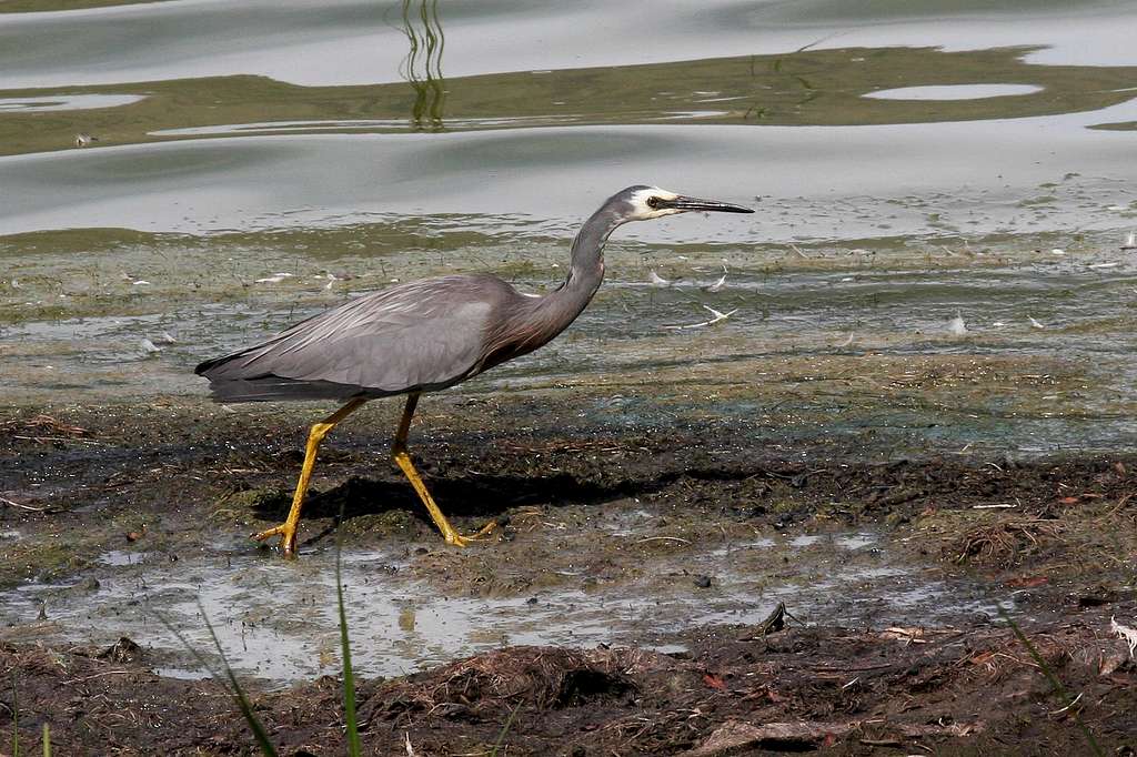 White-faced Heron