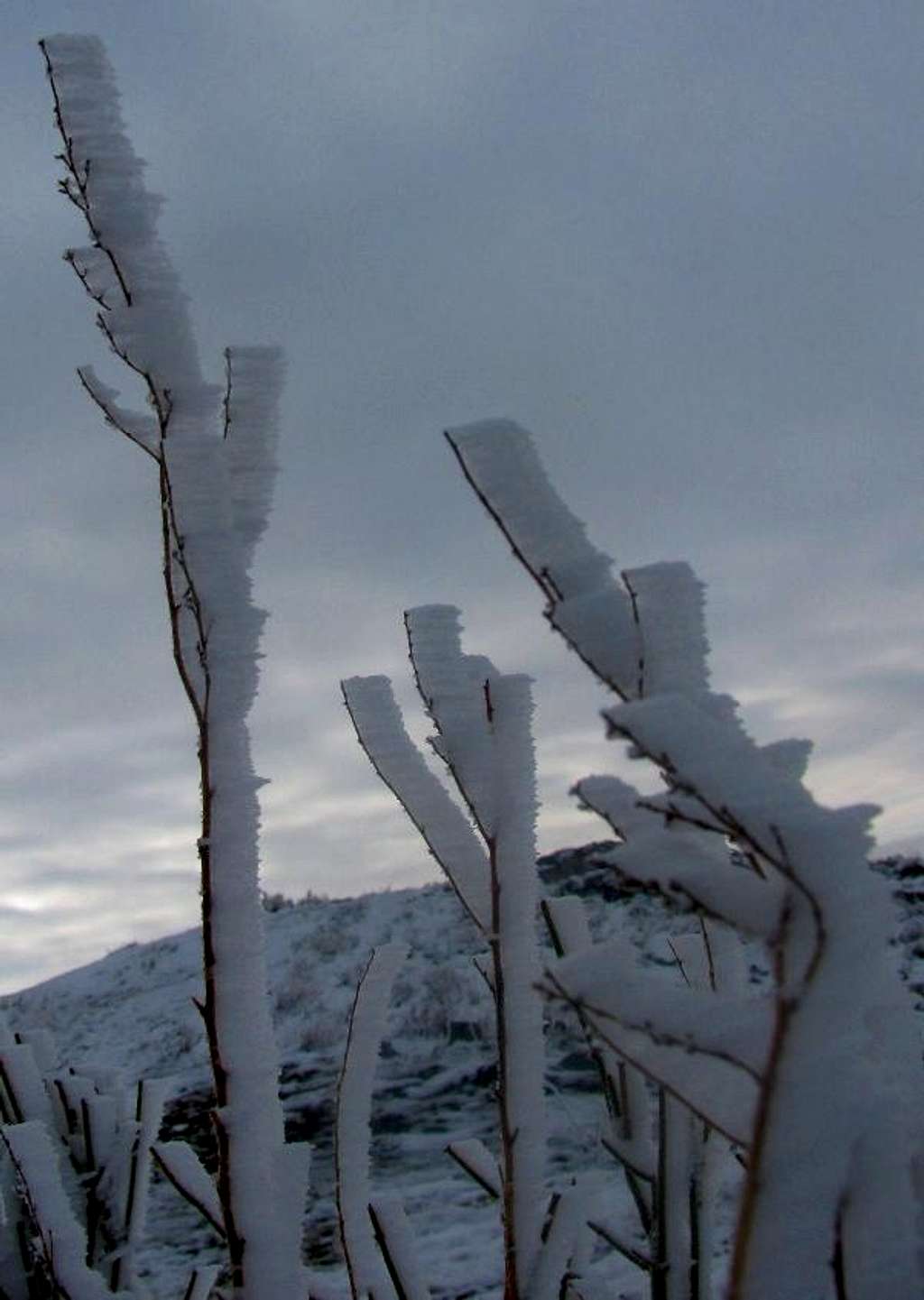 Plants in winter in montain