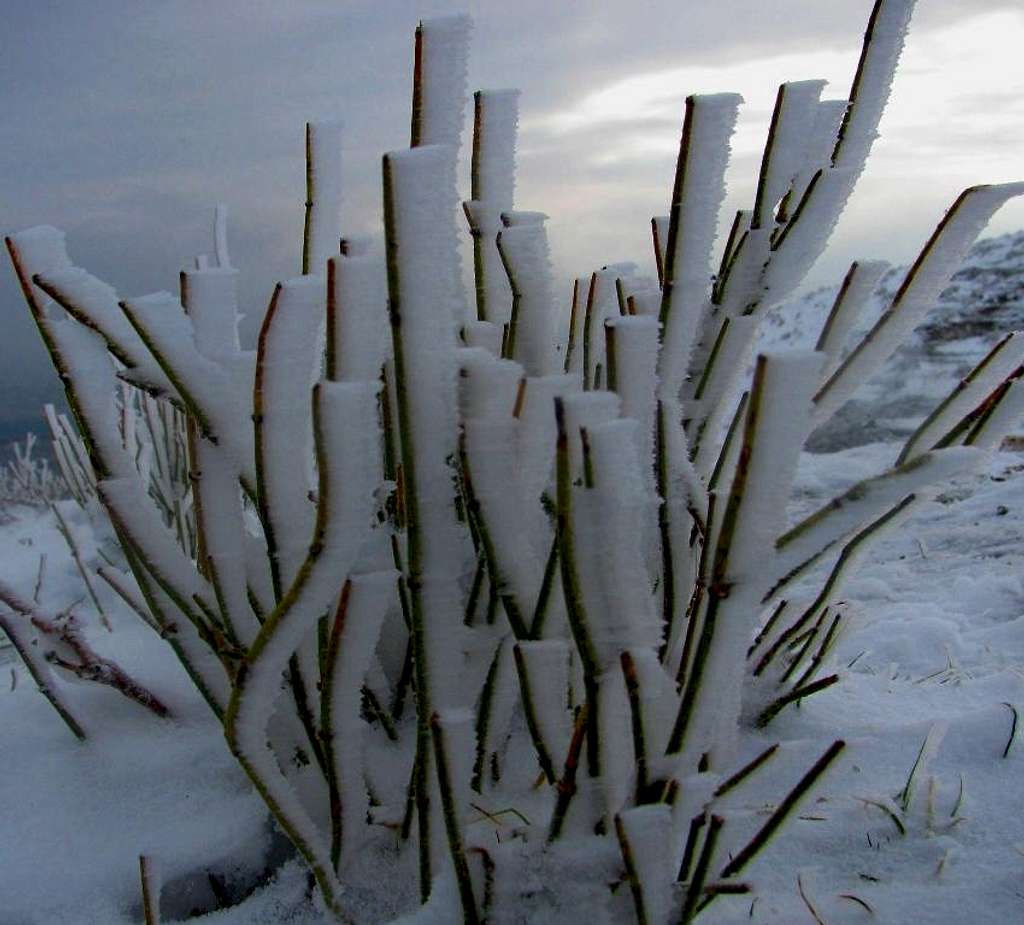 Plants in winter