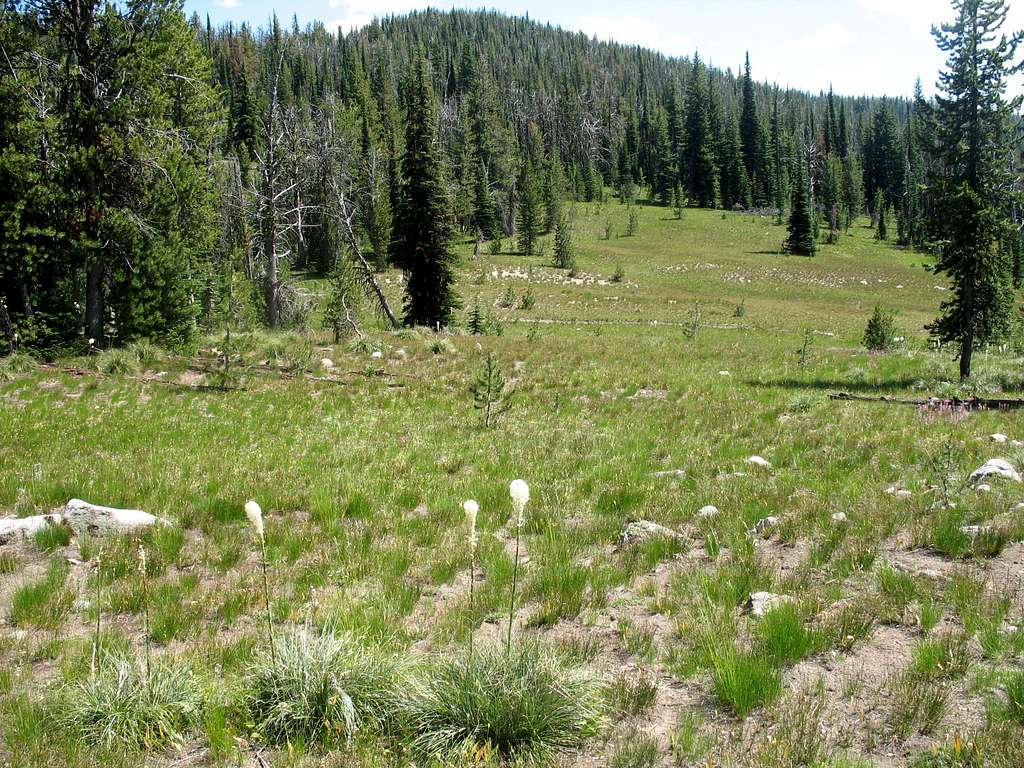 Meadow Along the Trail