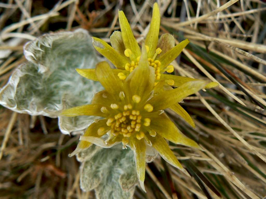 Falklands Flora - Silvery Buttercup