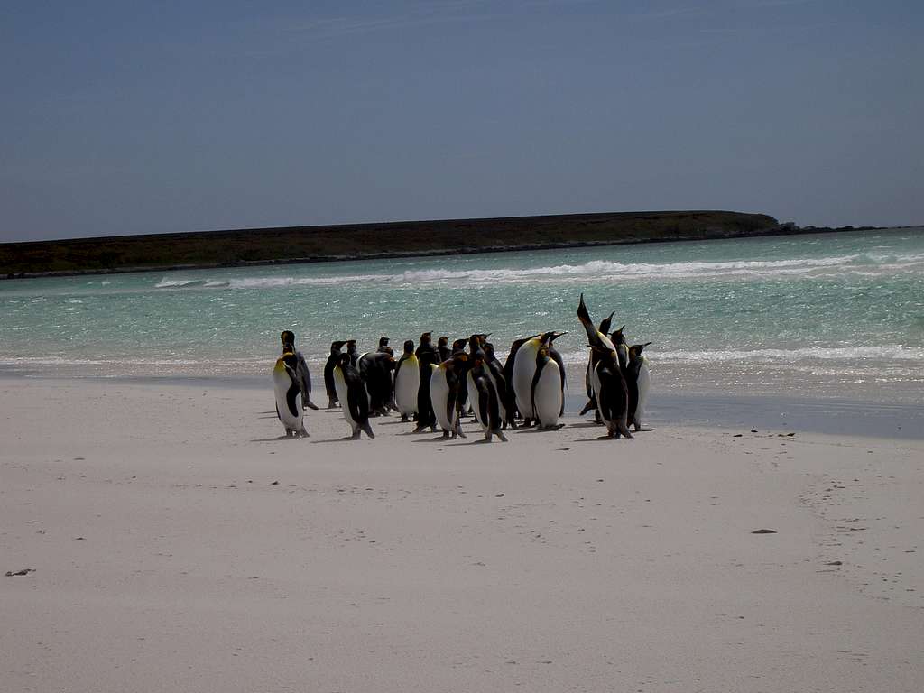 Falklands Fauna - King Penguins