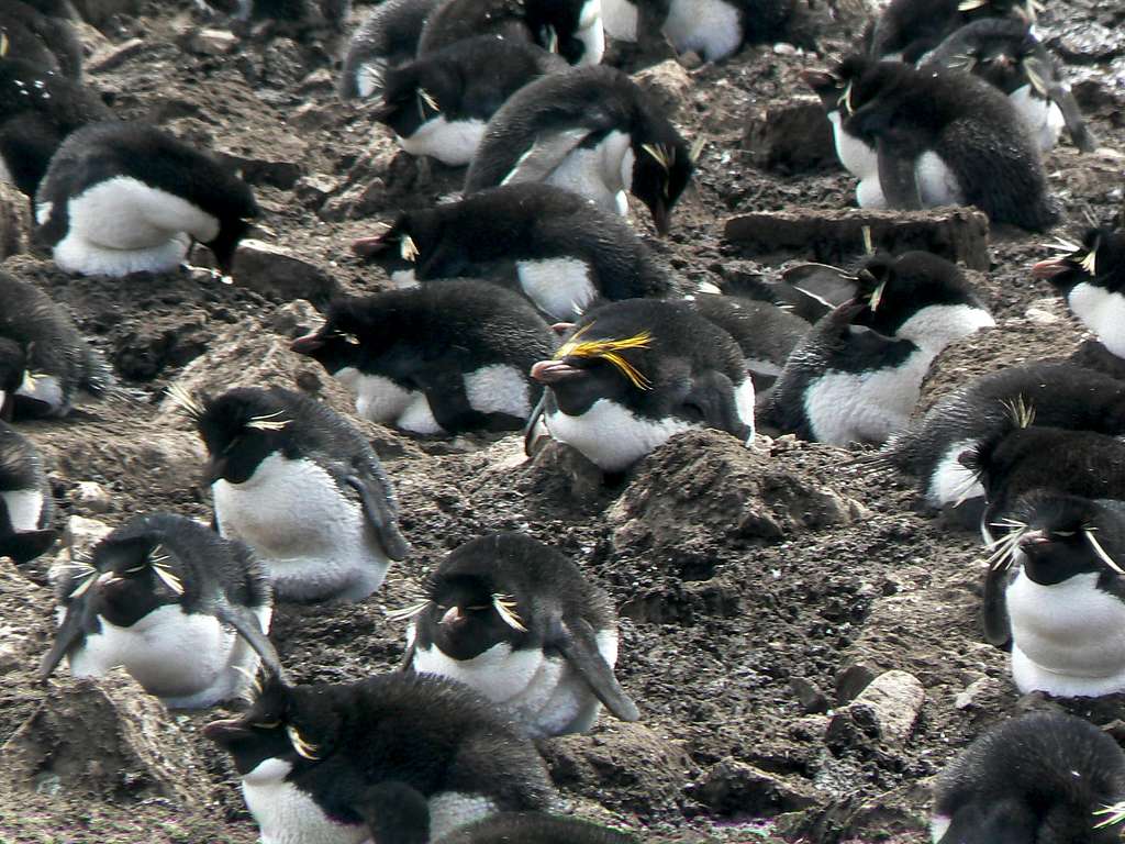 Falklands Fauna - Macaroni Penguin