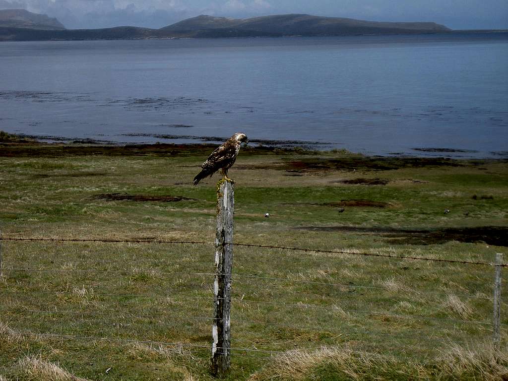 Falklands Fauna - Red Backed Hawk
