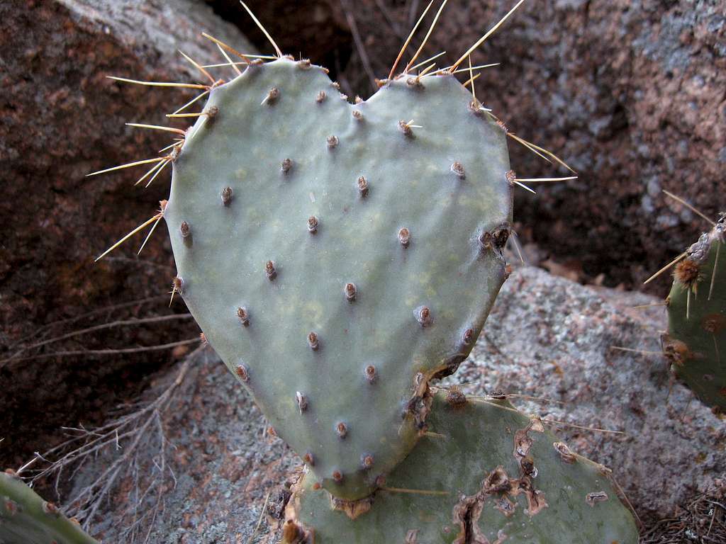 cactus heart