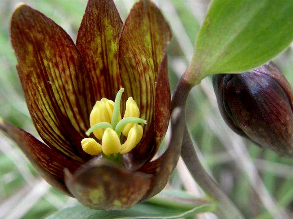 Inside of a Chocolate Lily