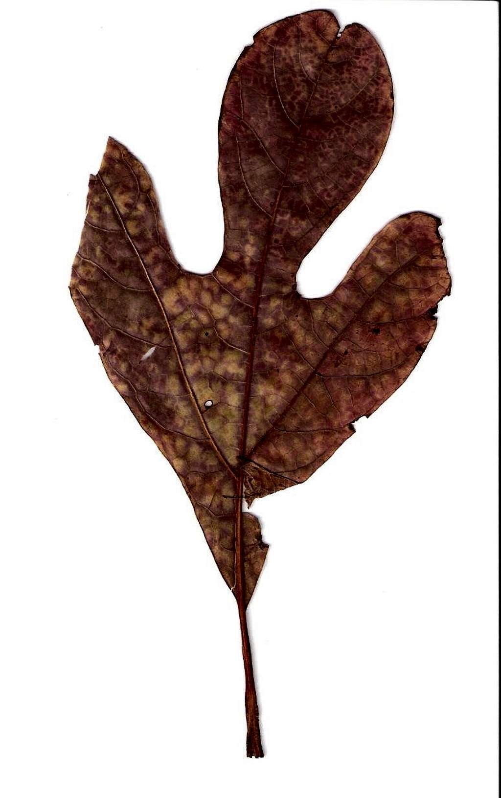 Autumn Sassafras Leaf