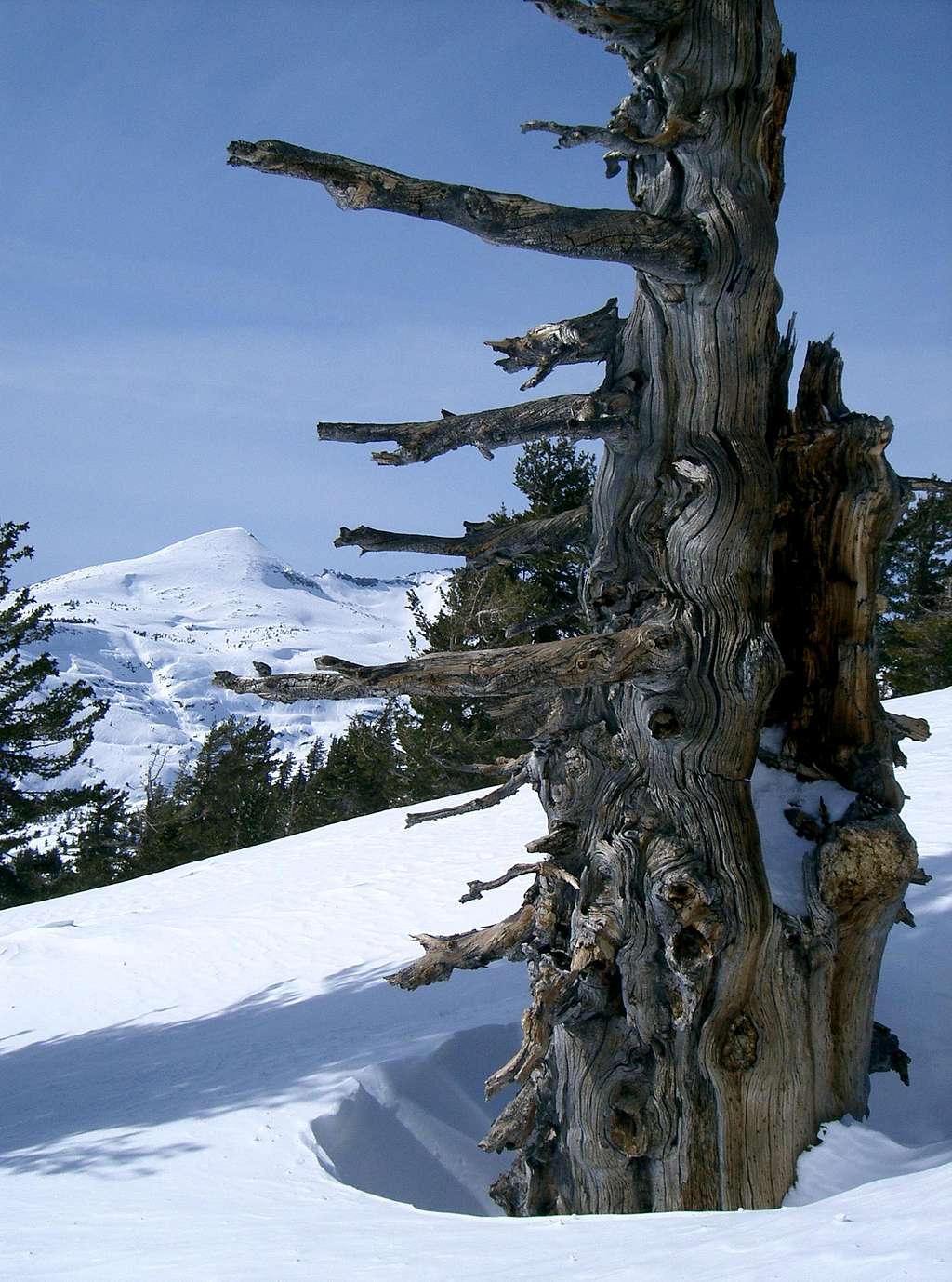 A Tree Pointing to Pyramid Peak in the Distance