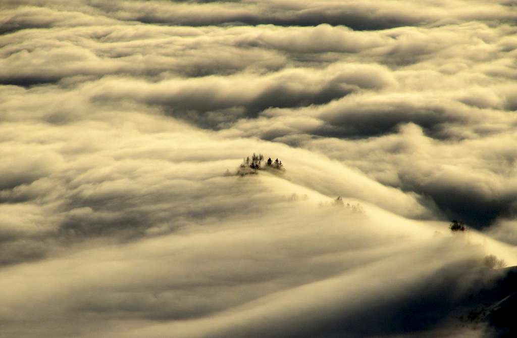 Trees in a Sea of Clouds
