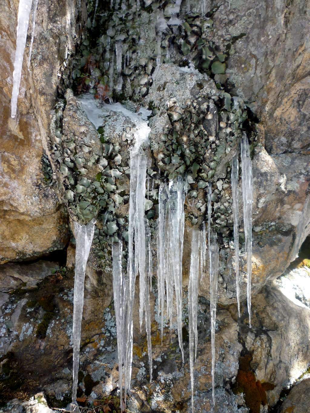 Ice on lichen