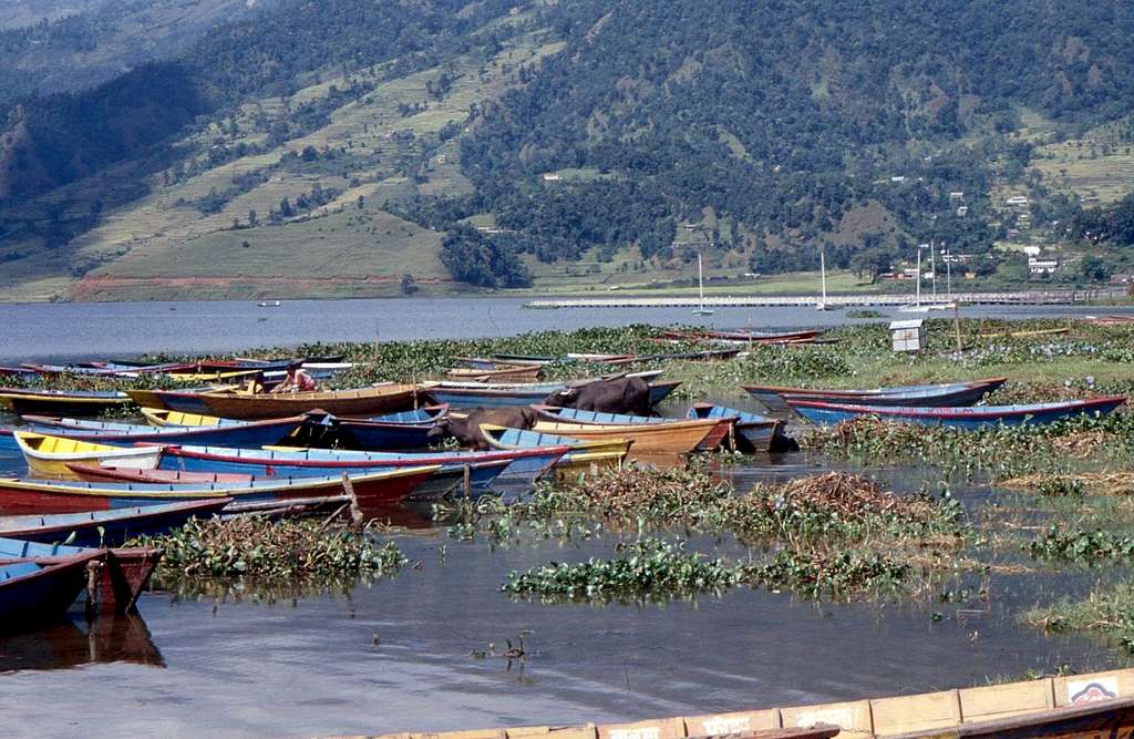Boats at the Pokhara Lake