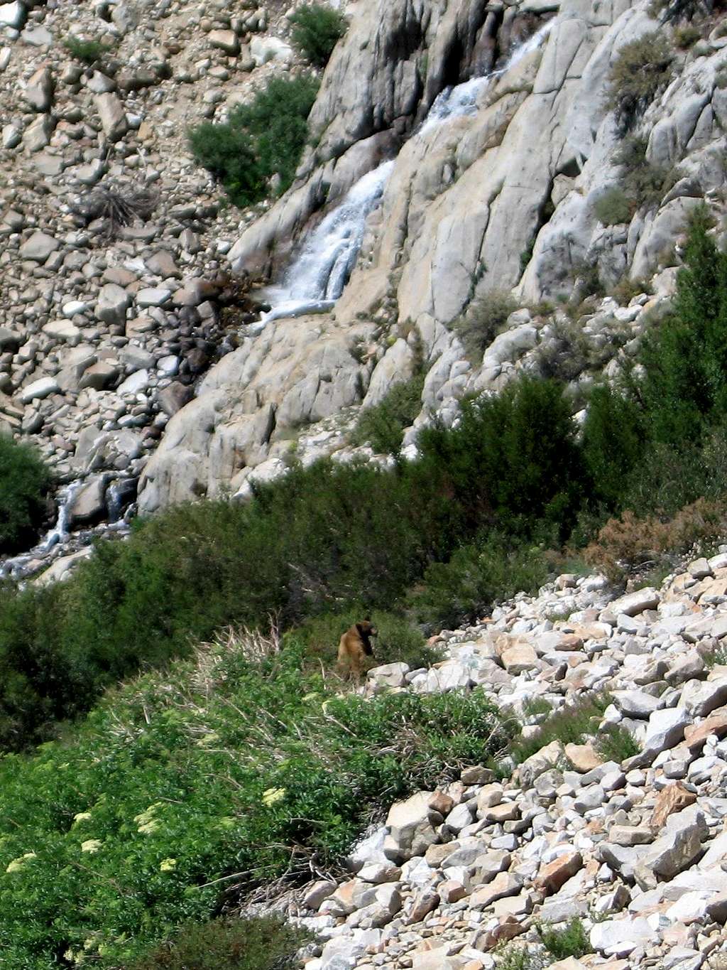 Bear below Taboose Pass