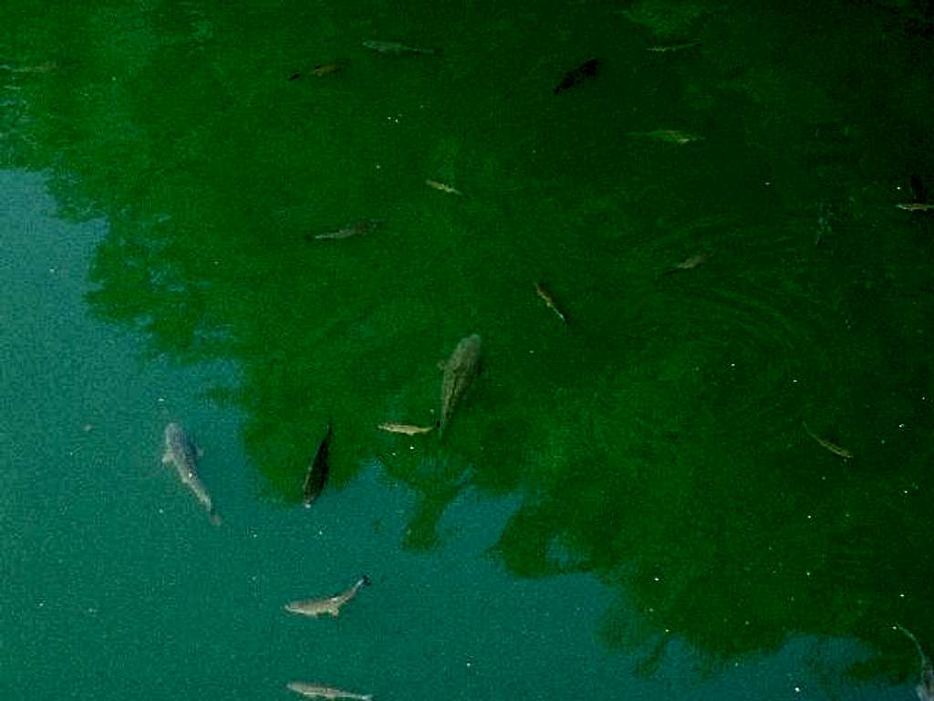 Fish in the lake