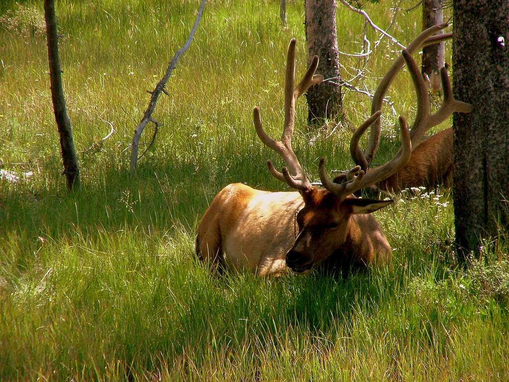 Yellowstone Elk.