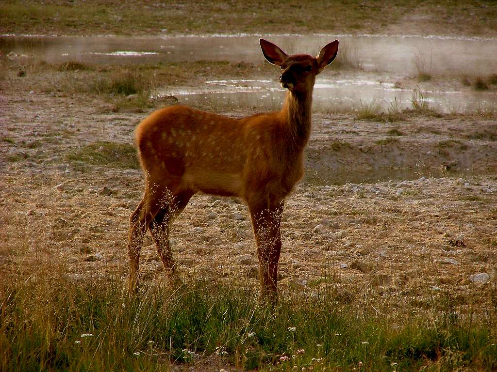Yellowstone deer.