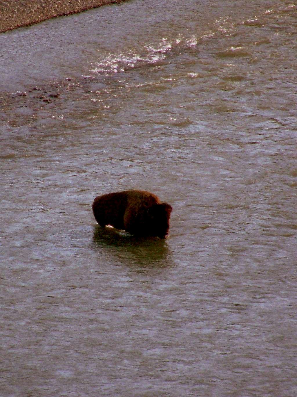 Bison crossing river.