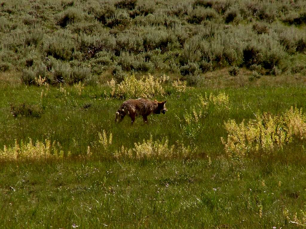 Yellowstone Coyote.