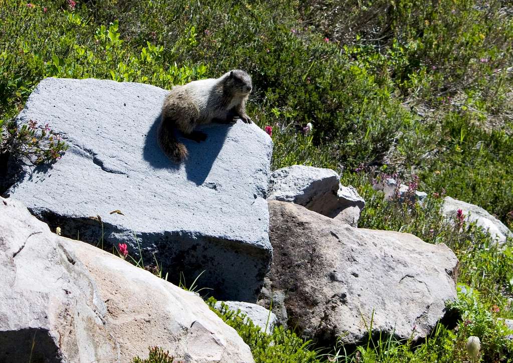Marmot on Golden Gate Trail