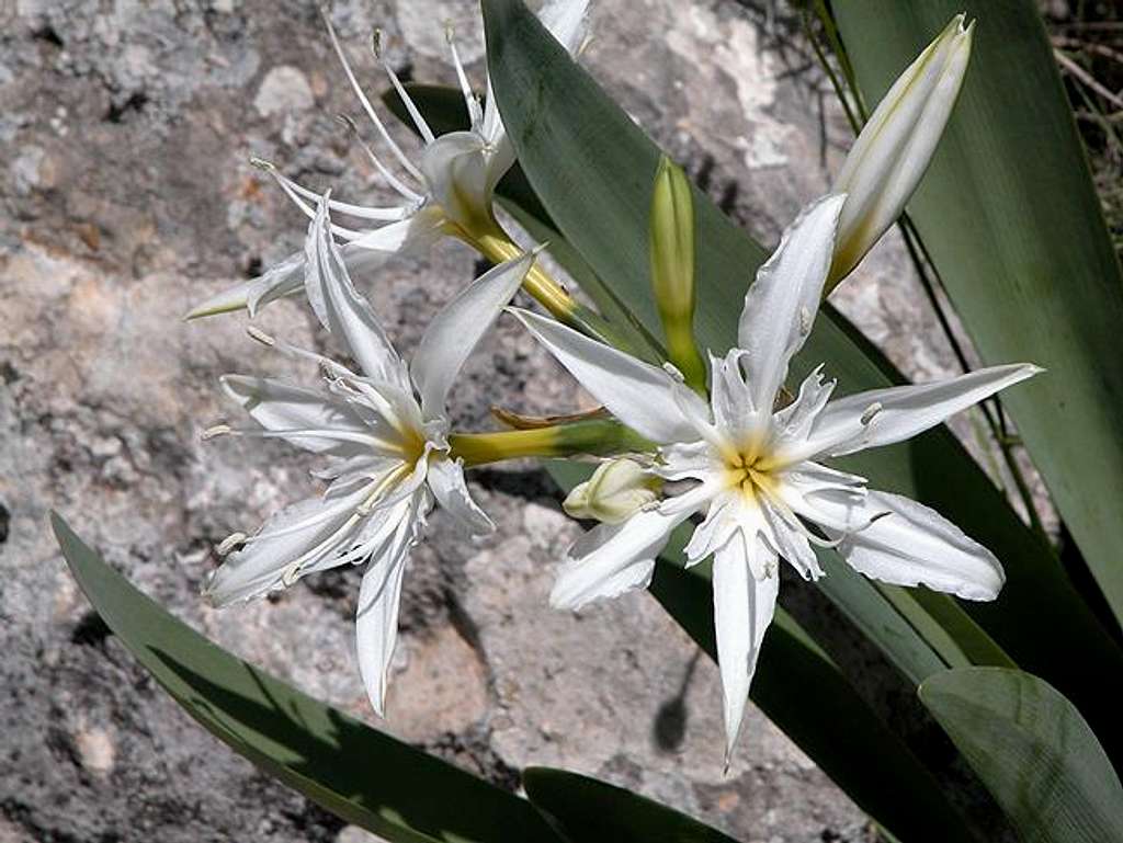 Pancratium illyricum L., St Pankratius Lily