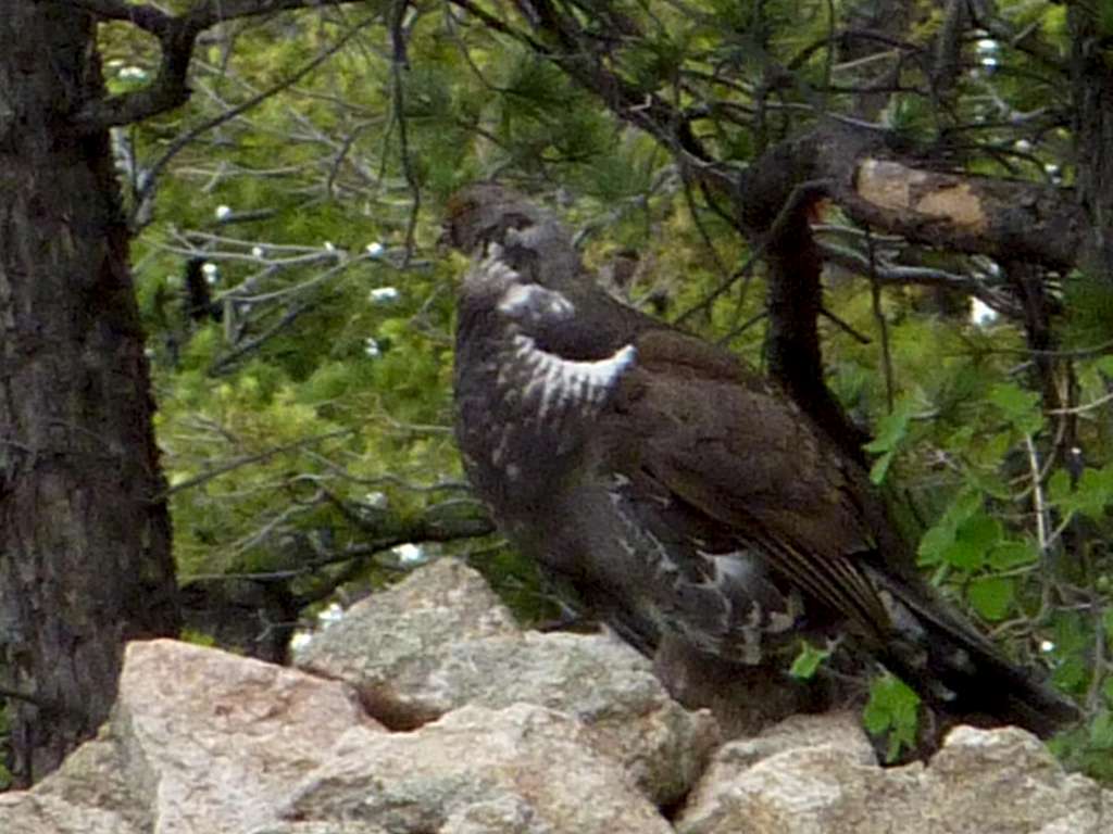 A Grouse