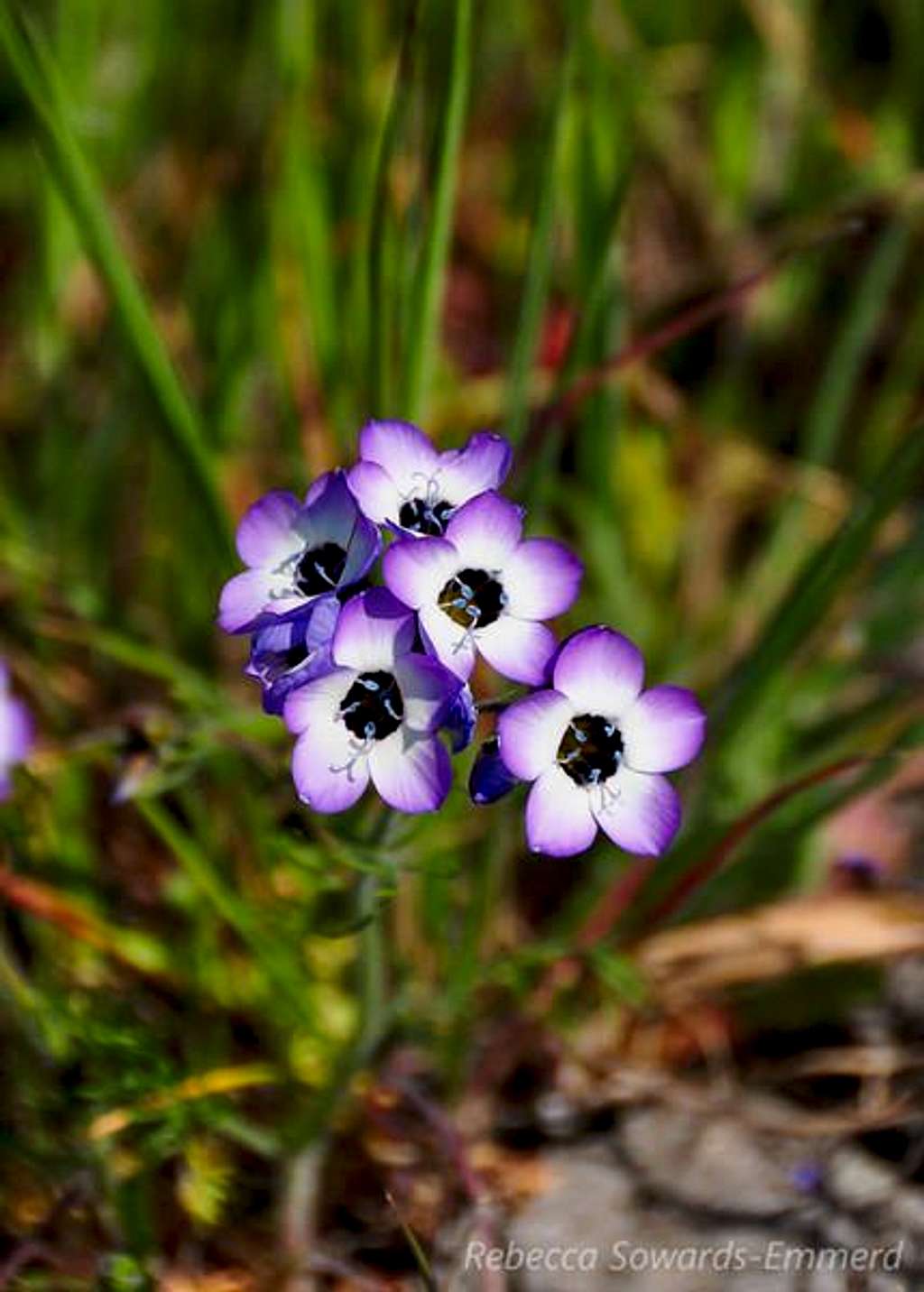 Birdseye Gilia along Monument Peak Trail