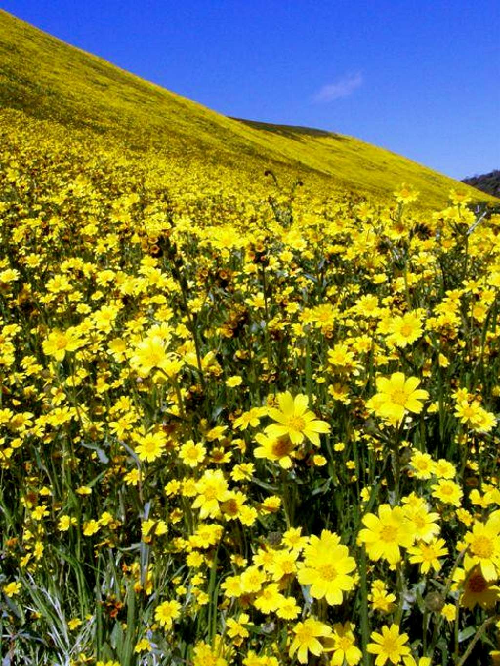 Coreopsis on the hills