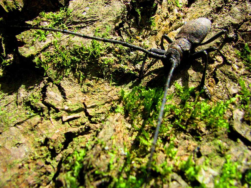 Beetle Ramian Iran