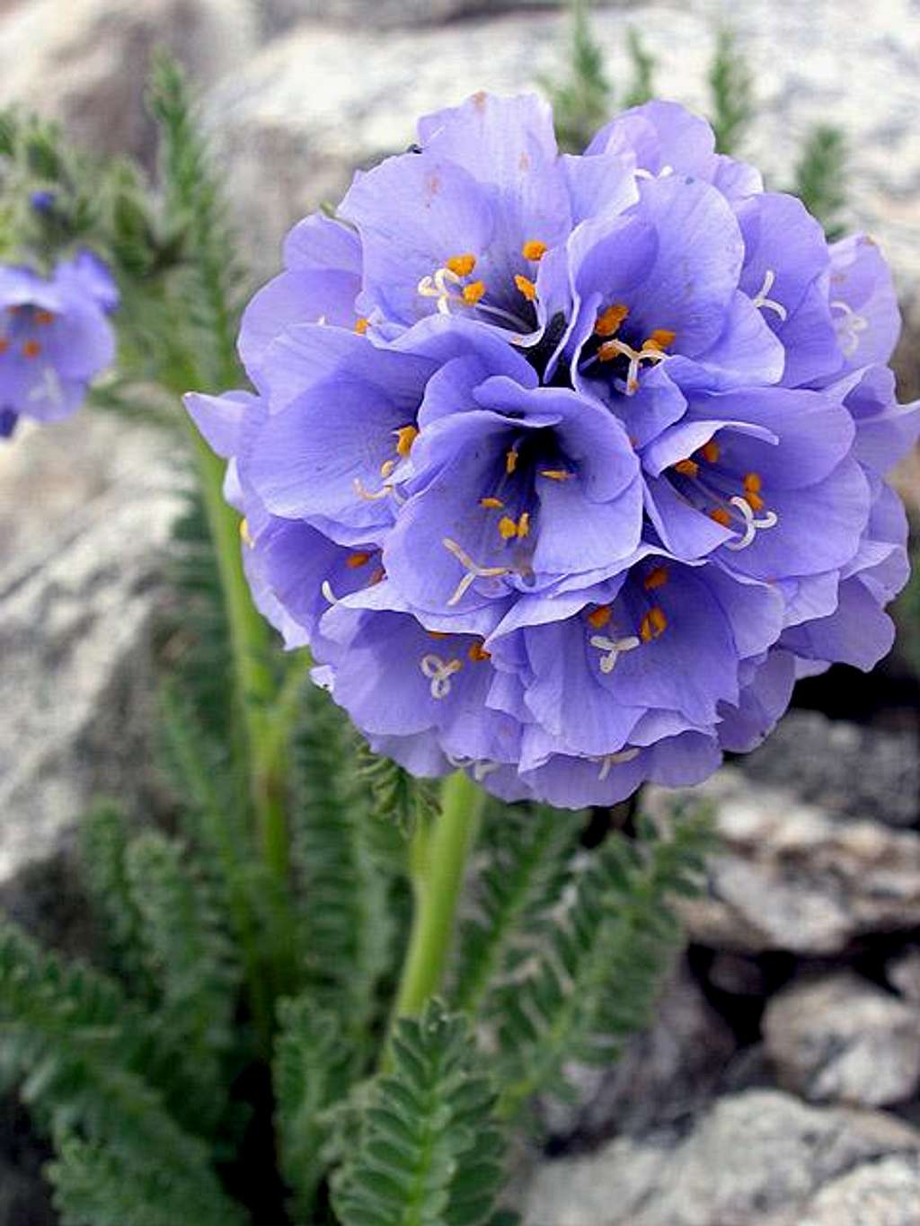 Stupendous alpine wildflower...
