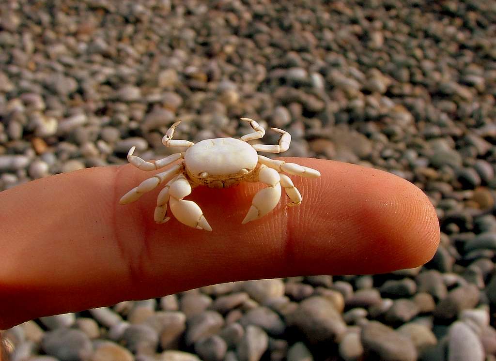 Baby crab.