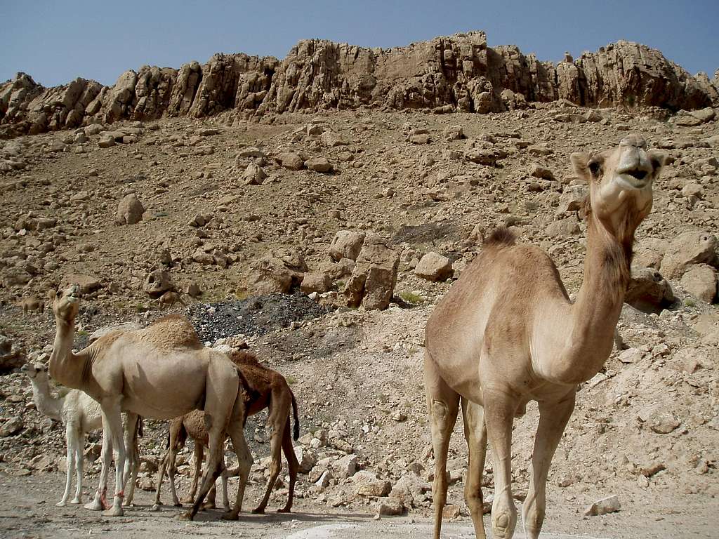 Camels hanging at the crag