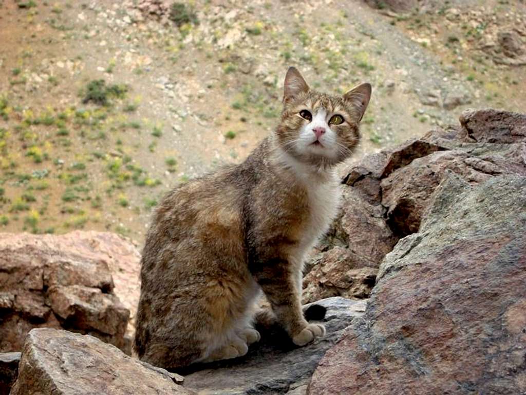 excited cat