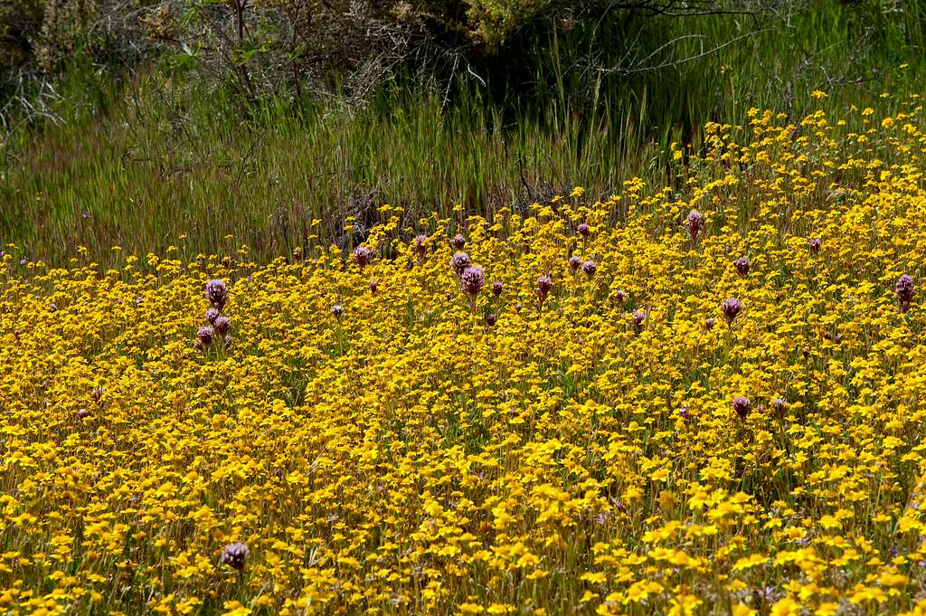 Wildflowers at Carrizo Plain