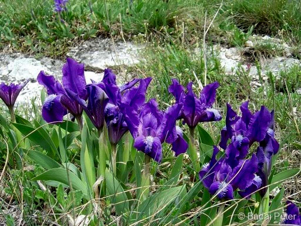 <b>Dwarf Iris</b> - <i>Iris pumila</i>
