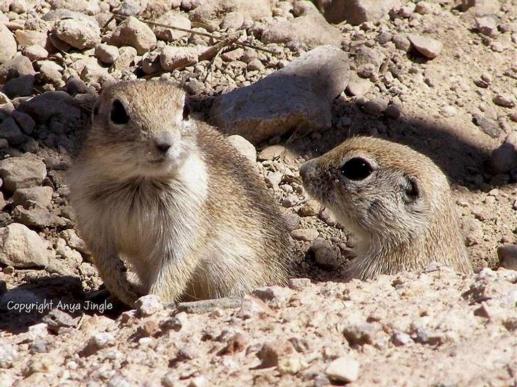 Antelope Squirrels