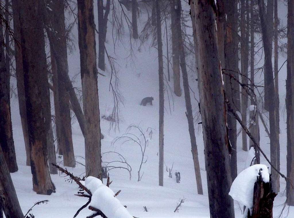 A Bear In Snow