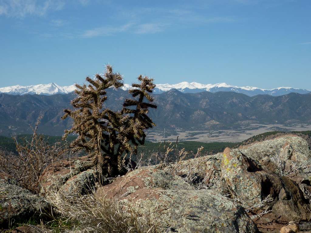 Cholla and mountains