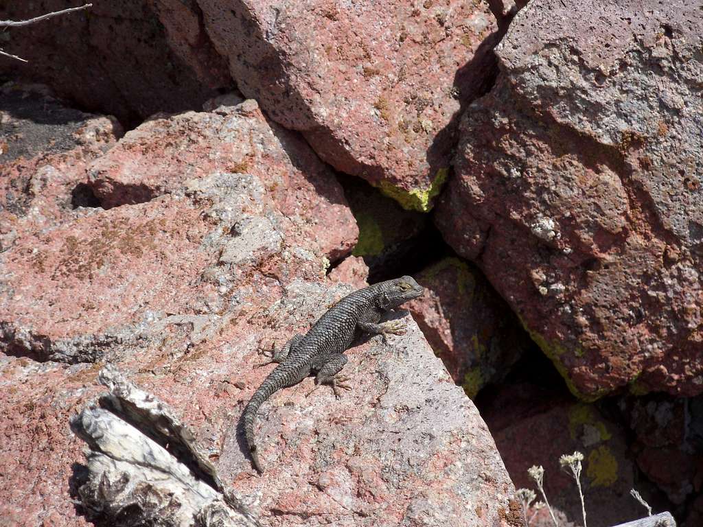 Lizard on the slopes of Flowery Peak