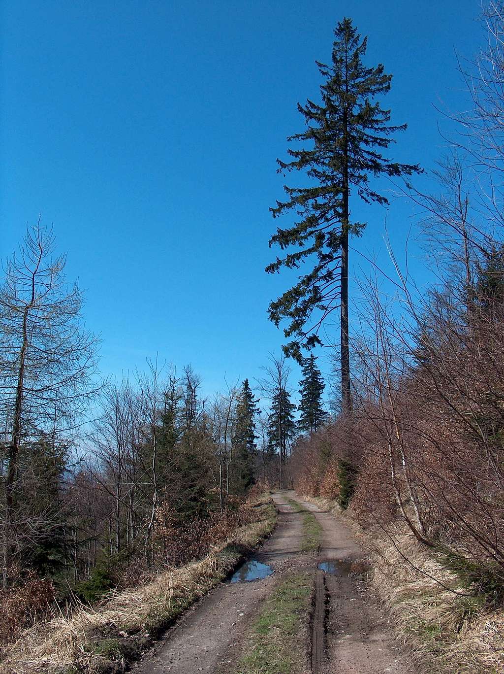 Trail on Kalenica