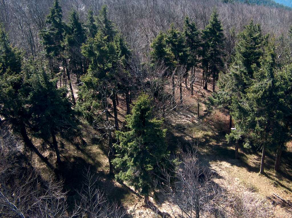 Forest from upside from the Kalenica outlook tower