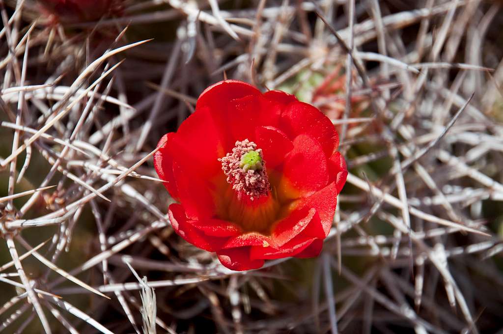 Flowering Claret Cup Cactus