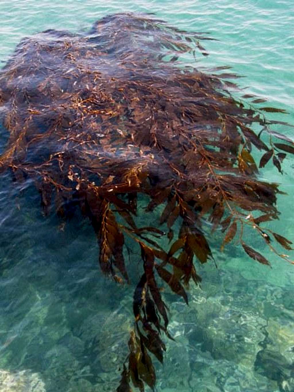 Kelp in turquoise water