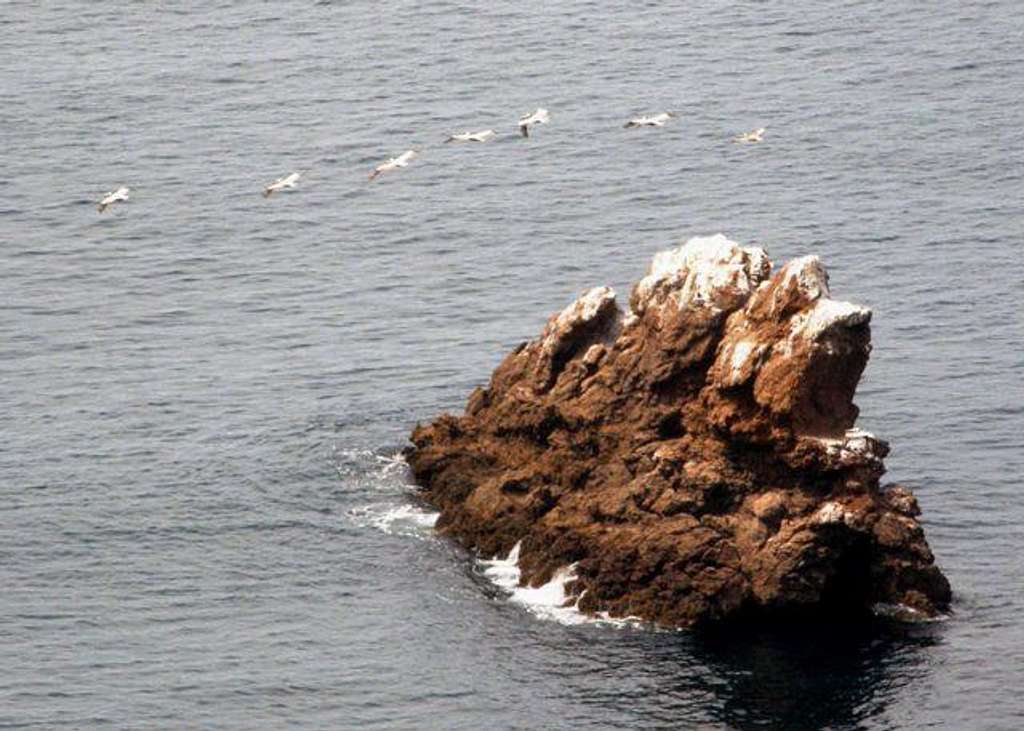 Pelicans flying over Islet