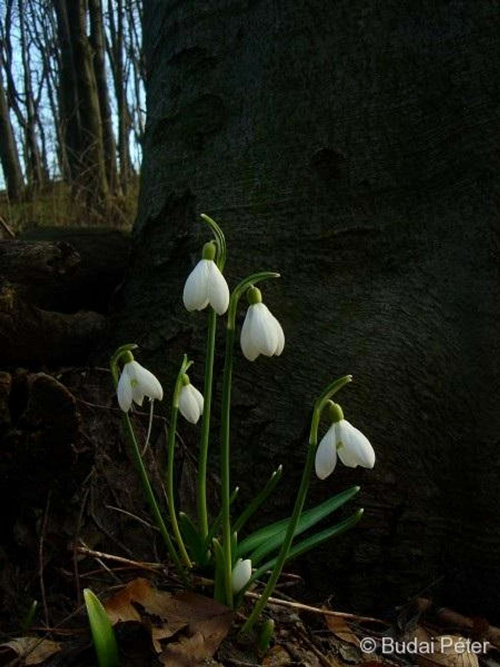 <b>Snowdrops</b> - <i>Galanthus nivalis</i>