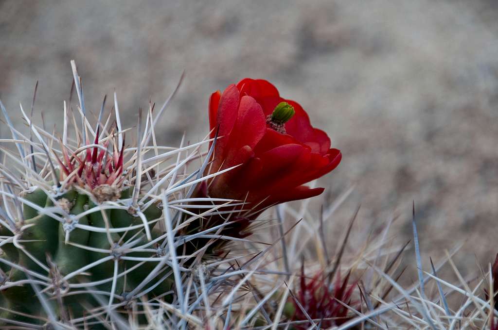 Blooming Claret Cup Cactus - <i>Echinocereus triglochidiatus</i>