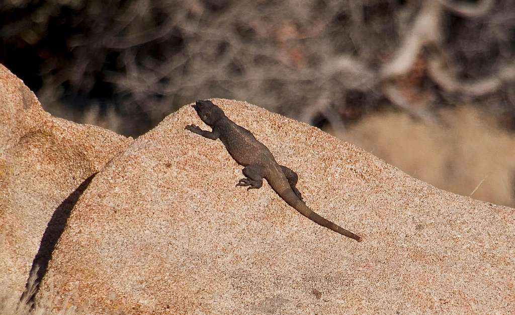 Chuckwalla