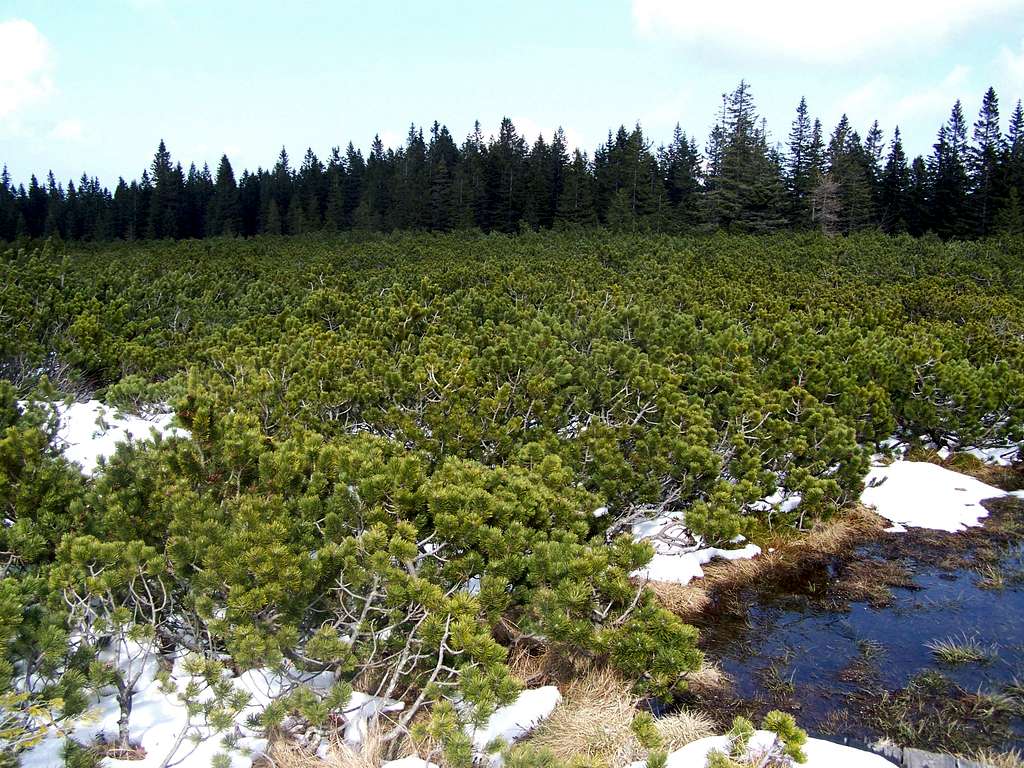 Mugo pines around the lake Ribniško jezero