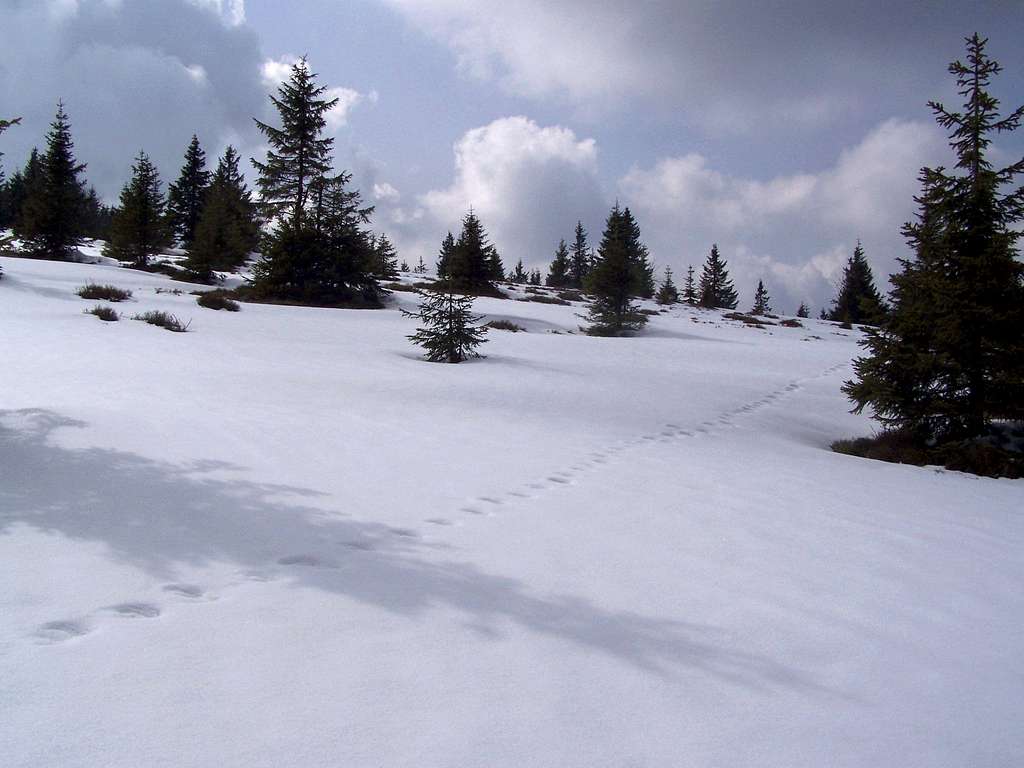 The east slope of Jezerski vrh