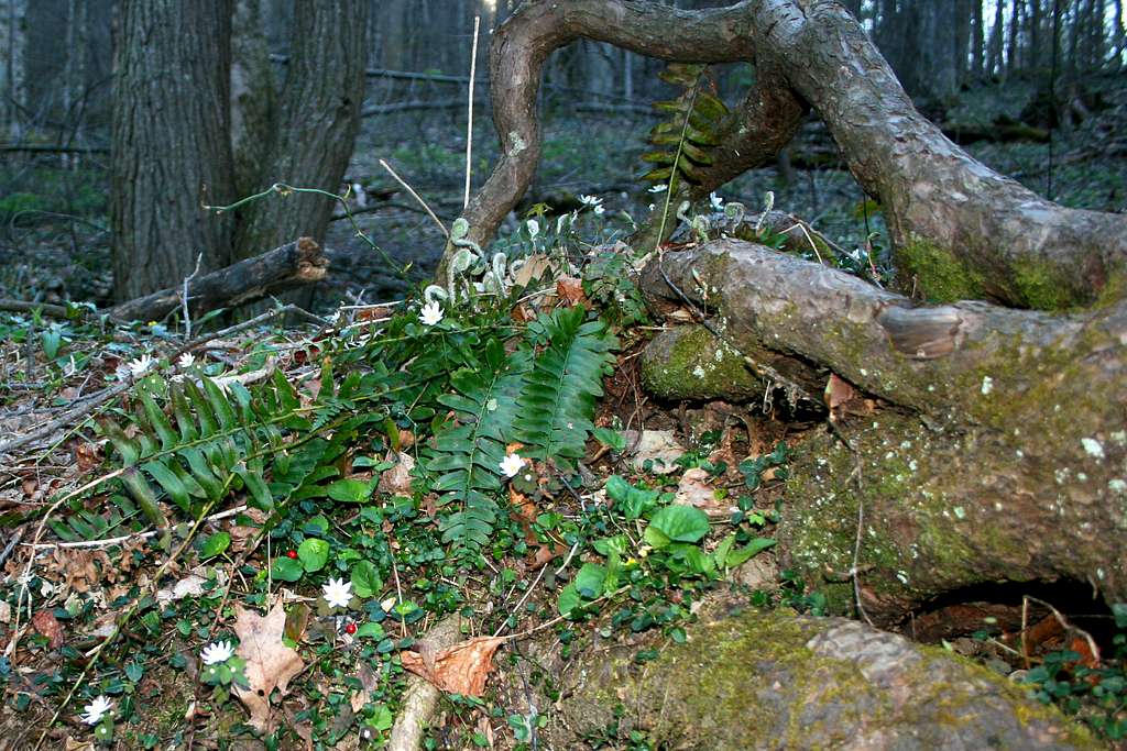 Bloodroot and Fern Fronds in Virgin Forest