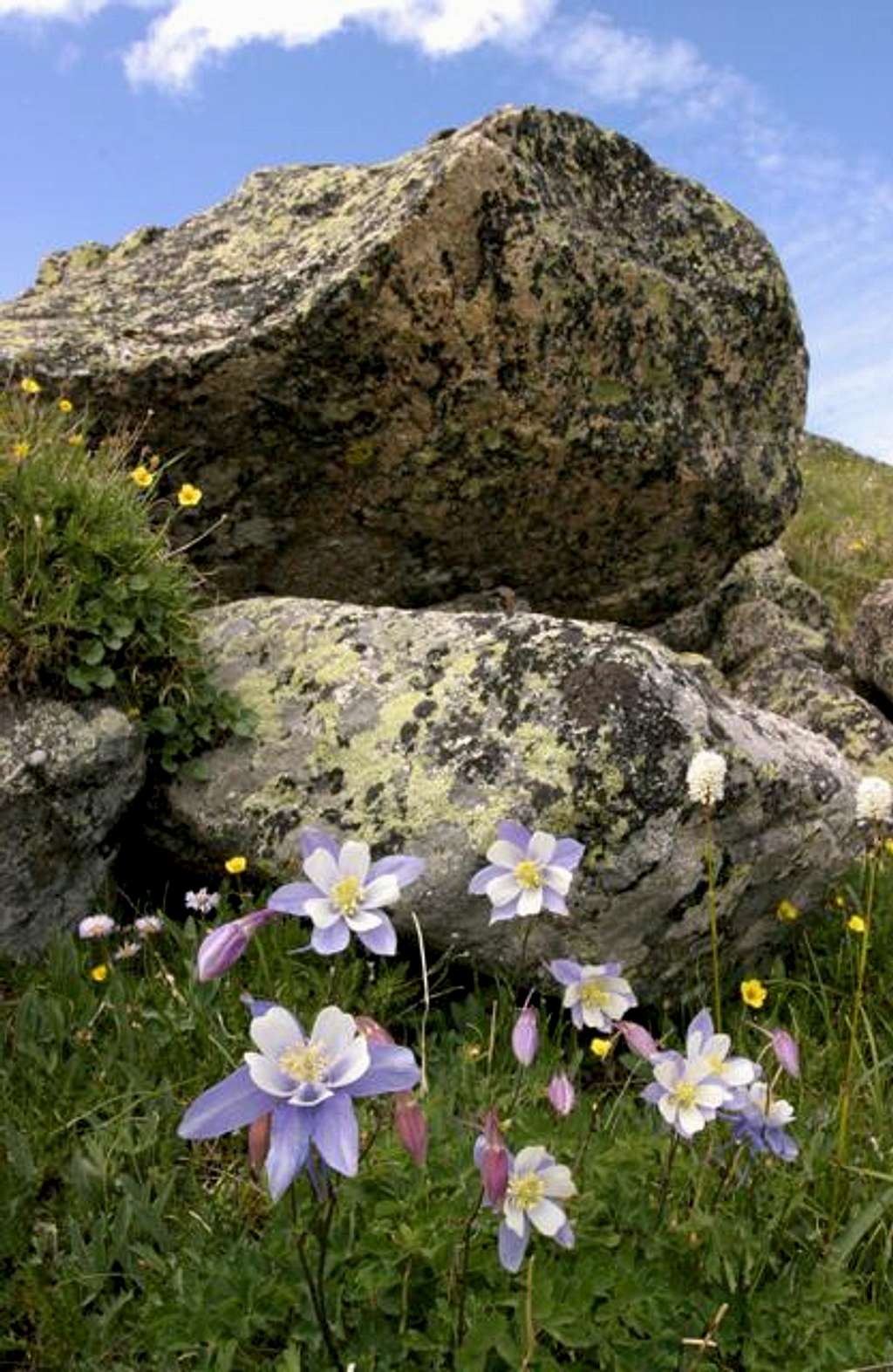 Columbines along the Pawnee...