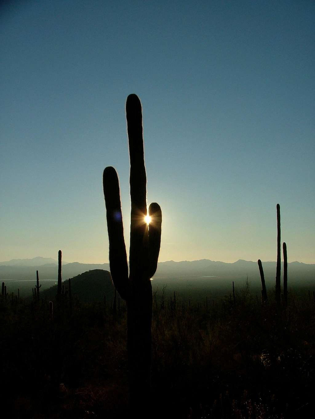 Sunset at the Saguaros.